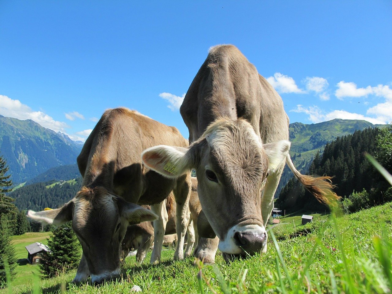 vaches